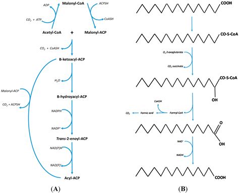odd chain fatty acids examples|Molecules .